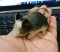 Soft Rubber Toy-Rat Mouse Chuha For Funn and Learning Toys. 