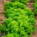 PACK OF 6 PACKET BROCCOLI, ICE BERG, PAK CHOI GREEN SALAD  RED CABBAGE, CHINESE CABBAGE BY HMS Product. 