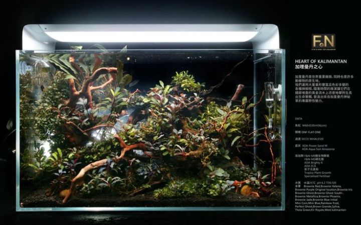 1.5Ft%20Planted%20aquarium%20-%20Image%203