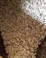 Pack Of 2.5 Kg Pumice Aggregate / Stone For Bonsai, Succulent & Cactus Plants - 3-6Mm. 