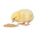Poultry Feed ( #0 ) For Chicks Chuzay Ki Feed Chickens and Ducklings - 1 Kg. 