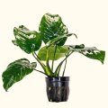 Anubias Barteri  Aquarium Plant. 