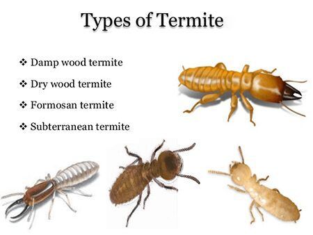Agenda%20EC%2025%20Fipronil%201L%20Termite%20Control%20Insecticide%20for%20Termite%20&%20Pest%20Management%20-%20Image%204