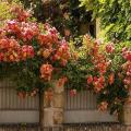Pinata Climbing Rose Flower Seeds. 