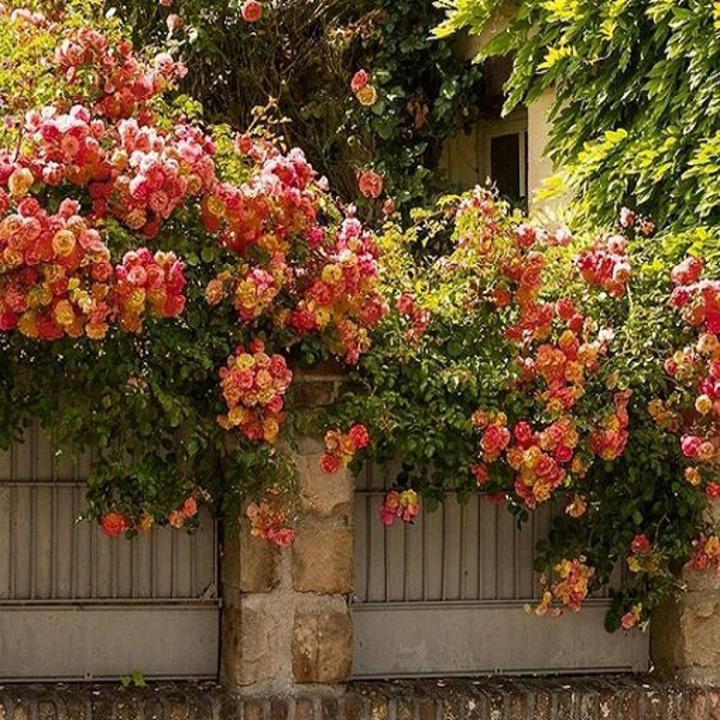Pinata Climbing Rose Flower Seeds
