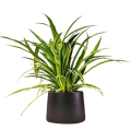 Spider Plant Chlorophytum Comosum. 