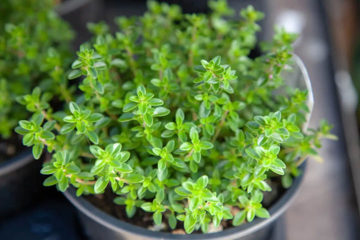 Thyme Herb Seeds Thymus Vulgaris Home Kitchen Gardening Seeds