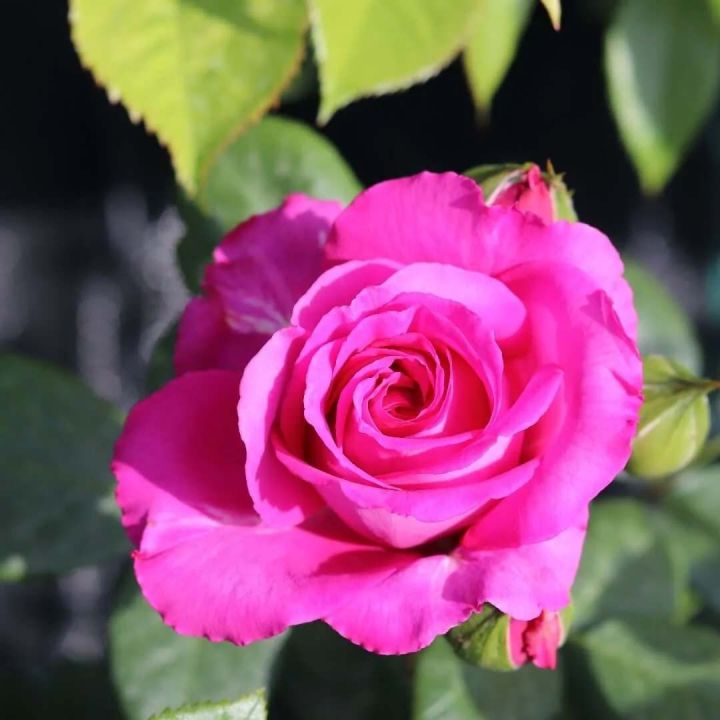 Marshal%20Flower%20Fertilizer%20%E2%80%93%20Fast%20Acting%20Bloom%20Booster%20450gm%20-%20Image%203