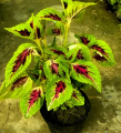 Original coleus plant small. 