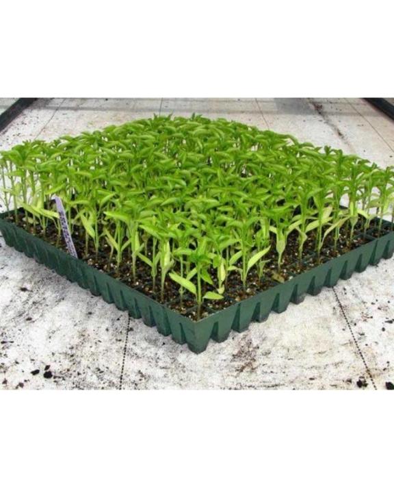 Professional%20Compost%20Soil%20For%20All%20Type%20Seed%20Germination%20Seedling%20Plants%20-%205L%20-%20Image%202
