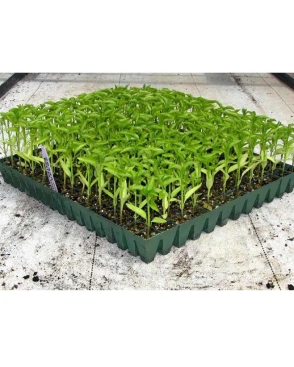 Professional%20Compost%20Soil%20For%20All%20Type%20Seed%20Germination%20Seedling%20Plants%20-%205L%20-%20Image%202