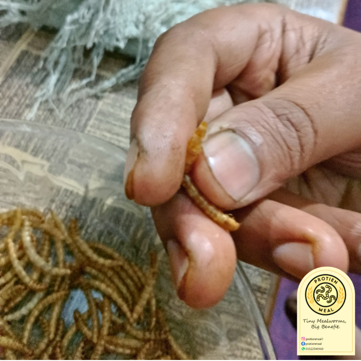 50g%20Dry%20Mealworms%20%7C%20Premium%20Quality%20Organic%20dried%20mealworms%20%7C%20Pet%20food%20%7C%20Rich%20source%20of%20Protein%20for%20Fishes,%20Birds,%20Chickens,%20Reptiles%20like%20Tortoise%20&%20Turtle%20and%20other%20small%20pets%20-%20Image%207