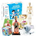 Oem More Biological Model Teaching Aids Human Skeleton Organs Science Learning Kit 3D Anatomy Human Body Toy. 