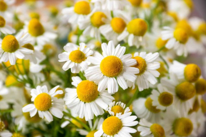 Chamomile%20/%20Matricaria%20recutita%20Flower%20Seeds%20-%20Used%20in%20Herb%20/%20Herbal%20Tea%20-%20Image%206