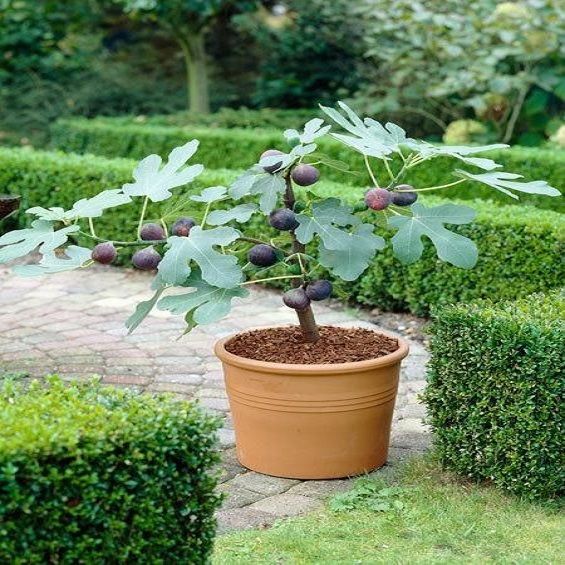Bonsai%20Fig%20Tree%20Seeds%20-%20Image%202