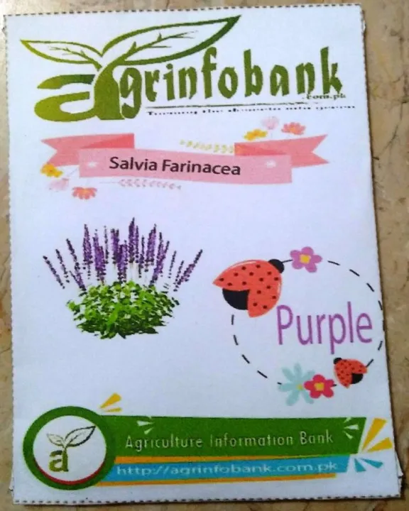 Winter%20flower%20Salvia%20Farinacea%20-%20Image%206