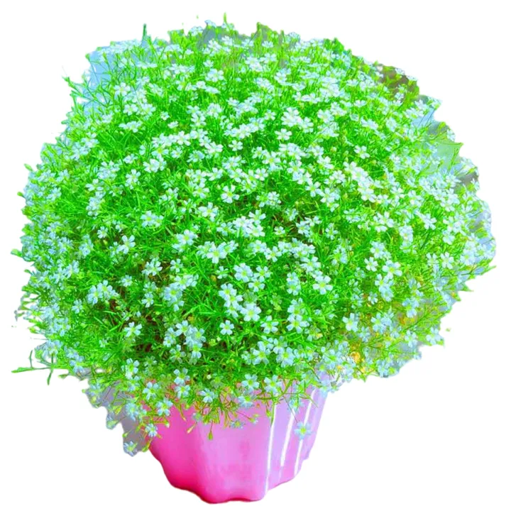 30+%20Gypsophila%20/%20Baby%20Breath%20Mix%20Color%20Flower%20Seeds%20Home%20Kitchen%20Gardening%20-%20Image%202