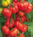 Tomatoes beefsteak op seeds vegetable seeds by hk dealer. 