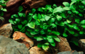Anubias Barteri  Aquarium Plant. 
