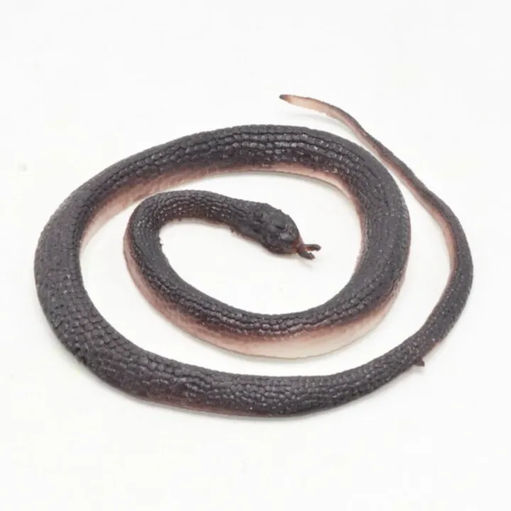 Realistic%20Rubber%20Cape%20File%20Snack%20Toy%20Gift%20for%20Kids%20%E2%80%93%20Fun%20&%20Unique%20Plaything%20-%20Image%203