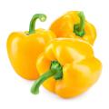 Capsicum , Bell Pepper Yellow Yeeds. 