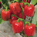 Bell Pepper,Capsicum,Shimla Mirch,Rainbow Blend Sweet Delicious Large Bell Peppers,Imported from CALIFORNIA Big Red Color Horizon Seeds, Heirloom Non-GMO Variety, for Starting Indoors and Outdoor Vegetable Garden by GREEN GOLD 10 Seeds.. 