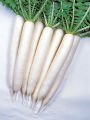 Radish / Moli Fresh Vegetable Seeds - Excellent Germination. 