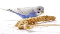 Yellow Millets Spray 250gm for all types of birds TREATES ( Cage Life Care ). 