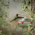 Outdoor Bird Water Feeders Birds Drinker for Wild Bird Garden. 
