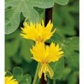 Canary creeper flower seeds Yellow colour. 