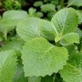 oregano leaf organic oregano leaves in pakistan 20g. 