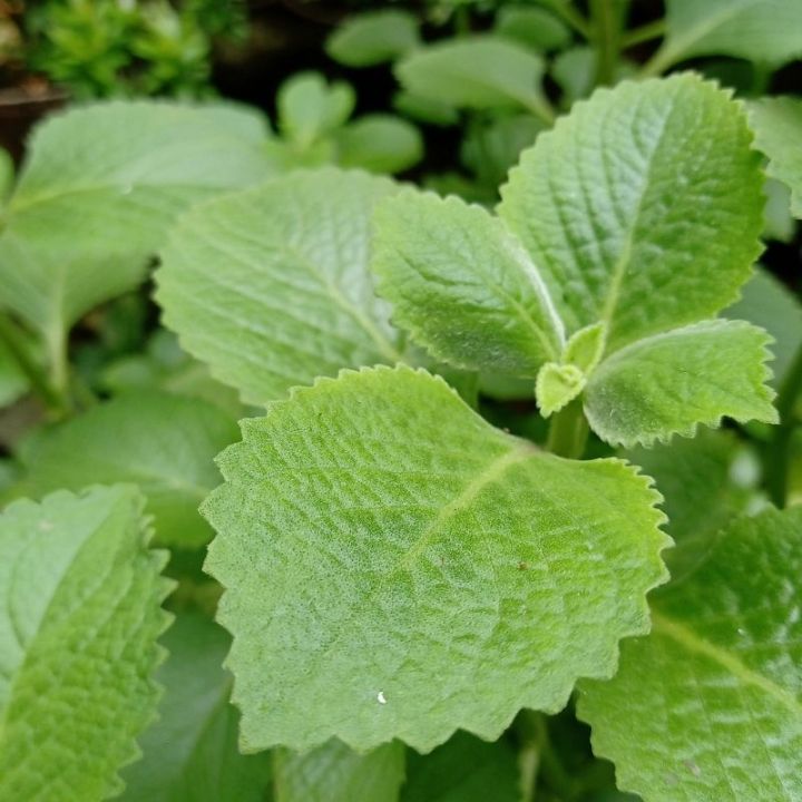 oregano%20leaf%20organic%20oregano%20leaves%20in%20pakistan%2020g%20-%20Image%203
