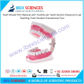 IBEX SCIENNCES Teeth Model PVC Material with Toothbrush Teeth Dentist Classroom Lab Teaching Tools Student Educational Toys. 
