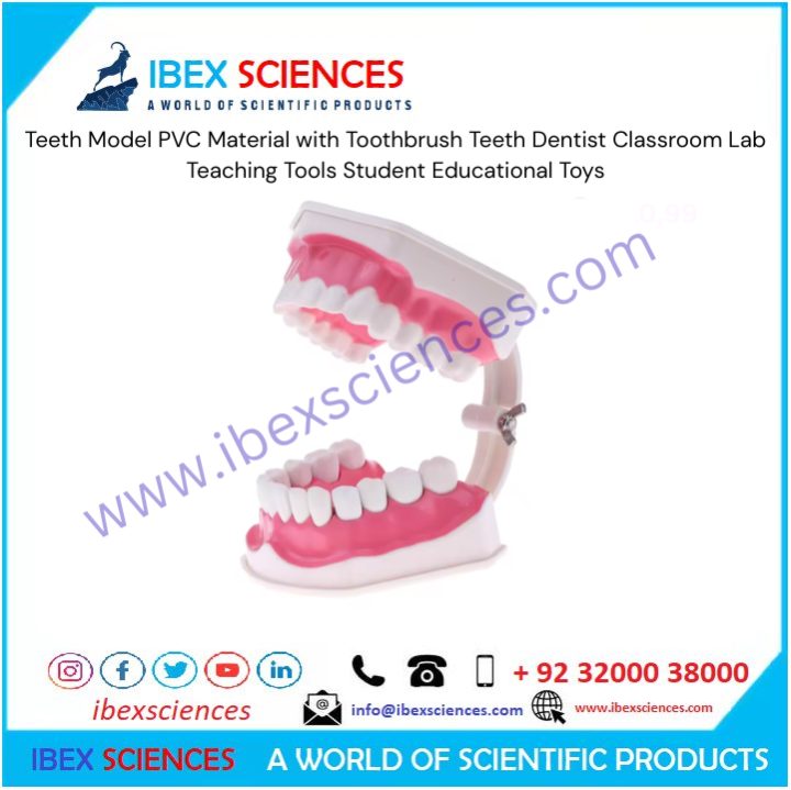 IBEX%20SCIENNCES%20Teeth%20Model%20PVC%20Material%20with%20Toothbrush%20Teeth%20Dentist%20Classroom%20Lab%20Teaching%20Tools%20Student%20Educational%20Toys%20-%20Image%203