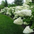 Hydrangea White Sundae Flower Seeds. 
