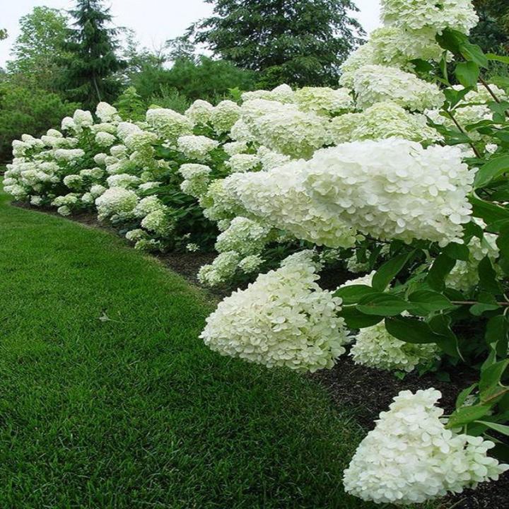 Hydrangea White Sundae Flower Seeds