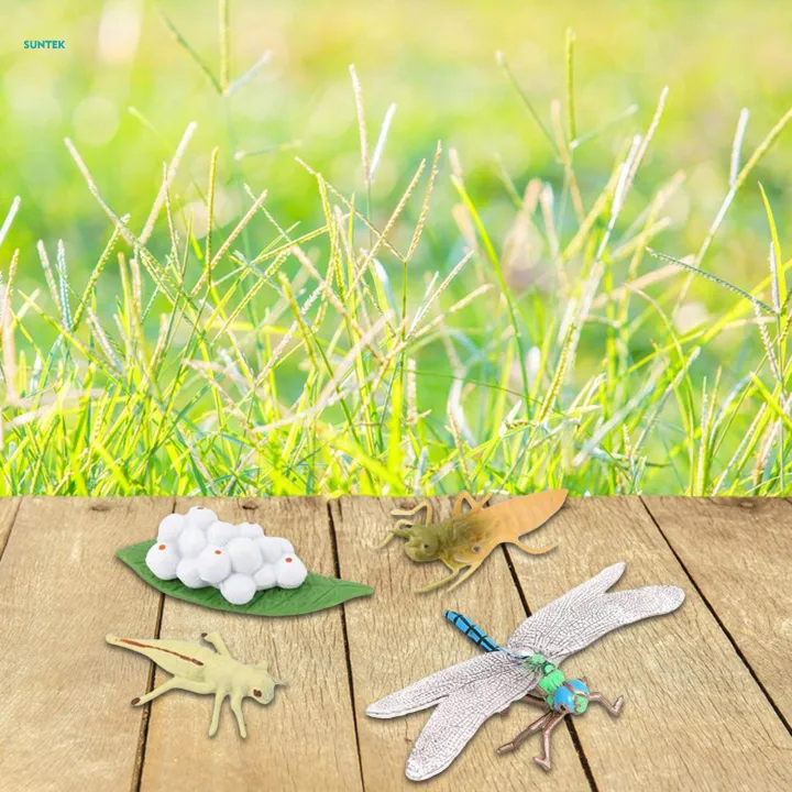 Life%20Cycle%20Figurines%20Toy%20Dragonfly%20Figures%20Red%20Eyed%20Tree%20Frog%20Figures%20for%20Desktop%20Decoration%20-%20Image%209
