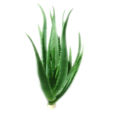 Real Aloe Vera live plant, Aloevera Garden plant, Garden & Home Decoration without pot, Aloevera rooted live plant. 