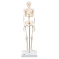 human skeleton. 