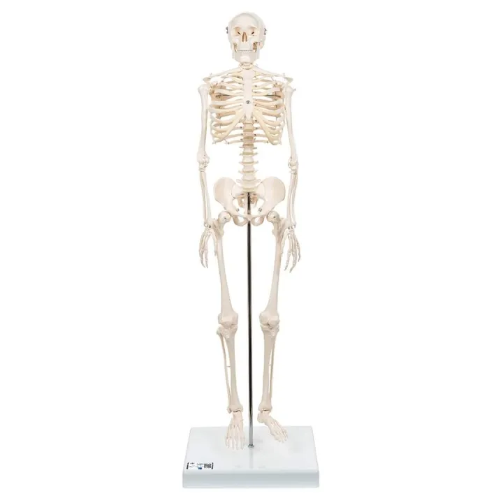 human%20skeleton%20-%20Image%203