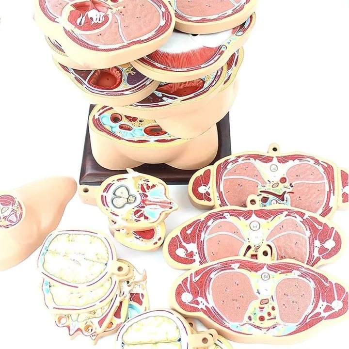 22%20Parts%20Horizontal%20Cut%20Transverse%20Model%20-%20Human%20Torso%20Anatomy%20Model%20-%20Human%20Body%20Section%20Anatomy%20Model%20%7C%20Cross%20Sectional%20Torso%20Anatomy%20-%20Image%206