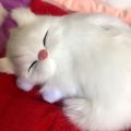 Kid Realistic Mew Sound Cat Sleeping in Nest Activated Carbon Plush Toy Car Decor. 