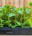 Original and Fresh Spearmint mint plant In Small Pot (Pack of 3 Plants). 