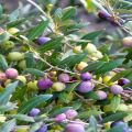 Olive Alfonso Fruit Tree Seeds. 