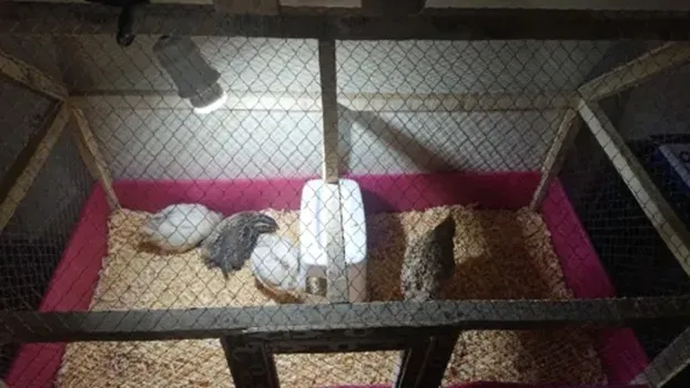 Wood%20Shavings%20(Natural%20Nesting%20Material)%20for%20Birds,%20Parrots%20&%20Small%20Pets%20%7C%20Pack%20of%204%20%7C%20Soft,%20Original%20Pet%20Bedding%20for%20Nests%20-%20Image%204