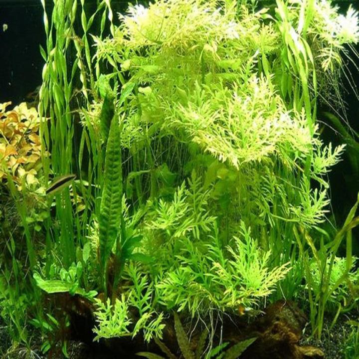 Water Wisteria Aquarium Plant Seeds