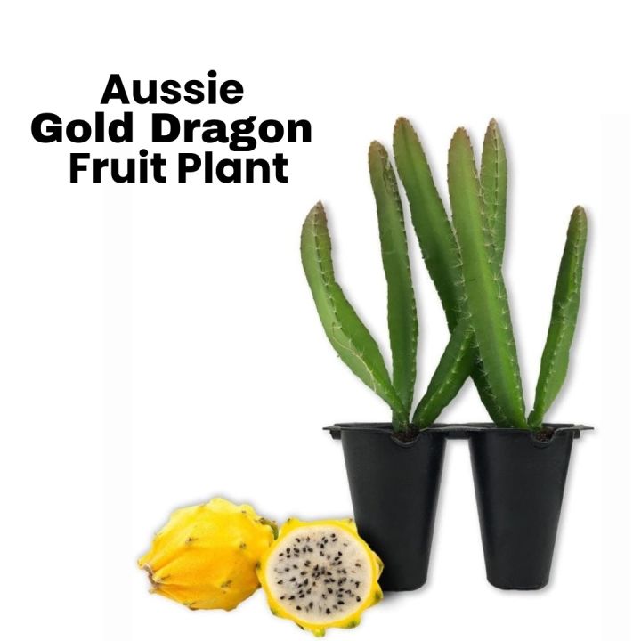 Aussie Gold Dragon Fruit Plant (Yellow Dragon , Fruit cactus) Original Plant With Gold Fruit About 2 Feet Without Gamla Sweet Fruity Plant Best Quality Live Plant With Oxygen Bomb Plant Indoor & Outdoor Home Gardening & Healthy Plant