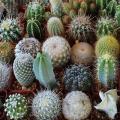 Cactus Seeds Mix Rare Varieties Fresh Easy Germination. 