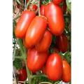 F1 Hybrid 50 +Tomato Seeds best for kitchen gardening. 