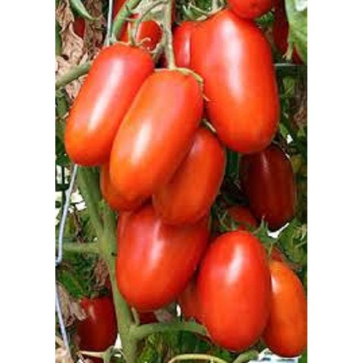 F1 Hybrid 50 +Tomato Seeds best for kitchen gardening